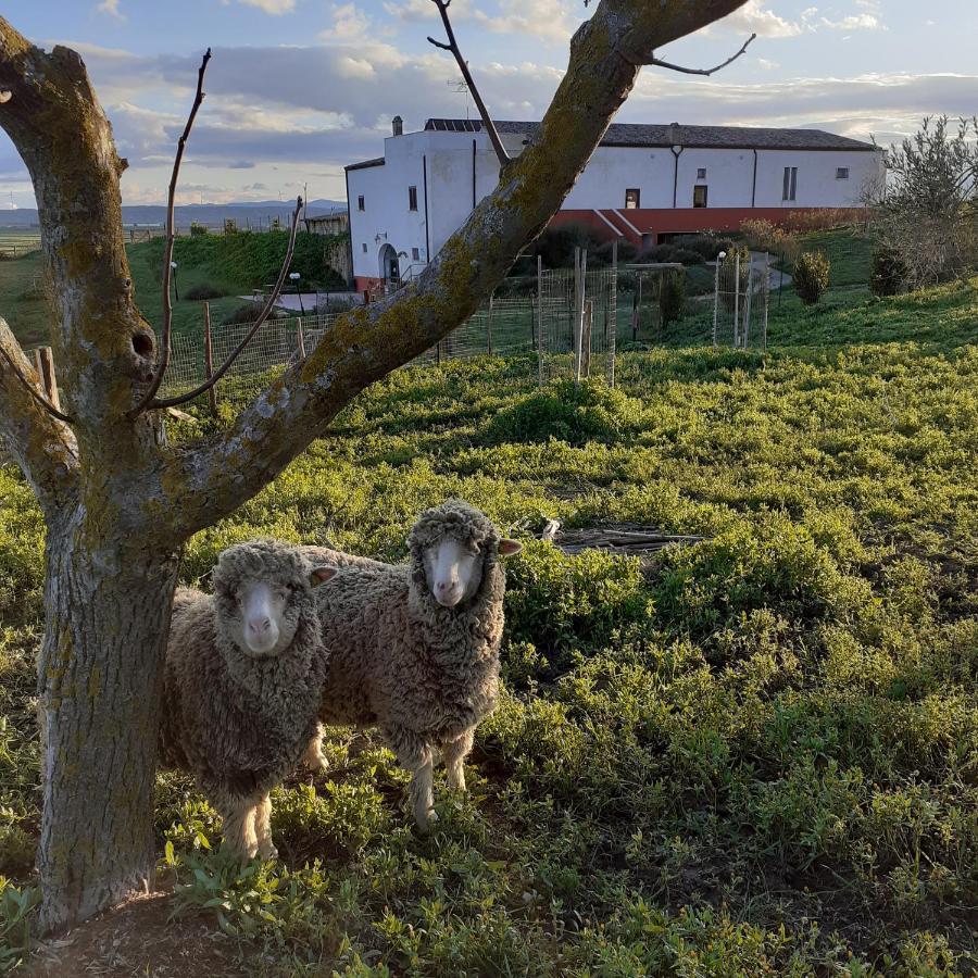 Masseria Agriturismo Moschella Posta Piana Екстериор снимка